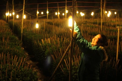 Lung linh ánh điện vào mùa hoa cúc Tết 