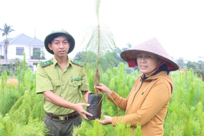 Các đơn vị chức năng tích cực phối hợp trong công tác kiểm tra, tháo gỡ vướng mắc về đất đai, kiểm soát chất lượng cây giống, tạo mọi điều kiện thuận lợi để các nhà đầu tư. Ảnh: Q.T
