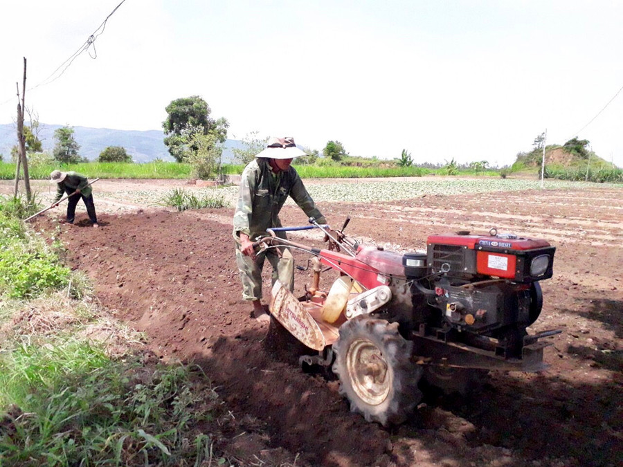 Người dân huyện Đak Pơ cày đất chuẩn bị trồng rau màu. Ảnh Lê Nam