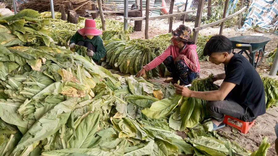 Cây thuốc là giúp người dân xã Chư Gu phát triển kinh tế. Ảnh: Lê Nam