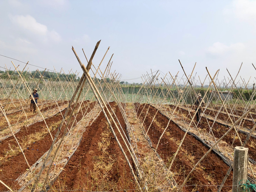 Người dân xã Chư Á (TP. Pleiku) chuyển đổi đất lúa kém hiệu quả sang trồng rau màu. Ảnh: Lê Nam