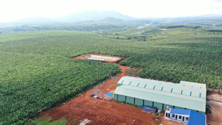 Cánh đồng chuối lớn của Công ty cổ phần Nông nghiệp công nghệ cao Hưng Sơn tại xã Ia Pết, huyện Đak Đoa đã xây dựng được mã số vùng trồng. Ảnh: Lê Nam