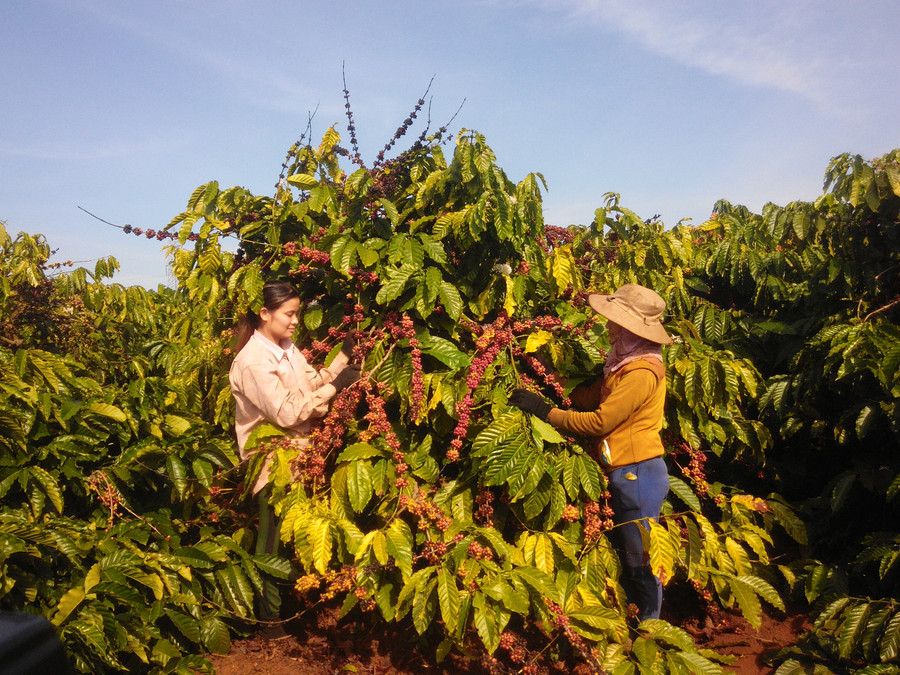 Cây cà phê giúp người dân trên địa bàn tỉnh thu nhập ổn định. Ảnh: Lê Nam