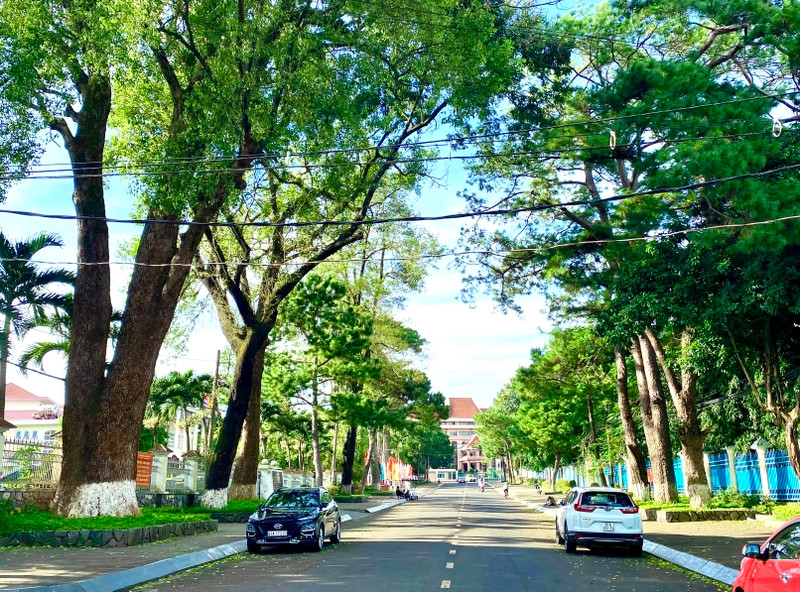 Cây xanh trên các tuyến phố của TP.Pleiku. Ảnh: Báo Gia Lai