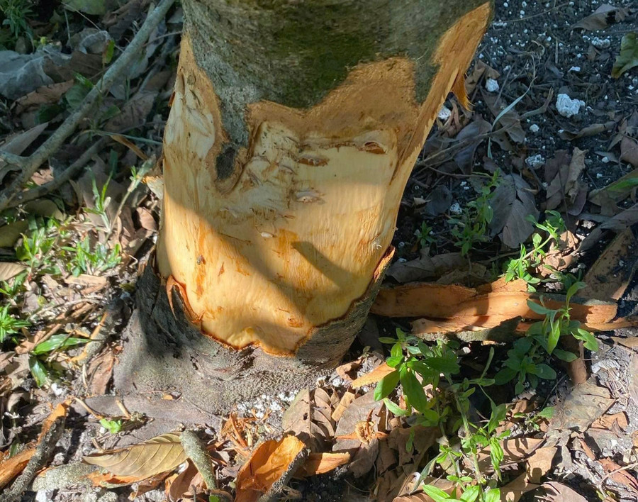 Kẻ xấu đã dùng dao đẽo vỏ xung quanh gốc cây có thể khiến cây chết dần. Ảnh: Văn Ngọc Kẻ xấu đã dùng dao đẽo vỏ xung quanh gốc cây có thể khiến cây chết dần. Ảnh: Văn Ngọc