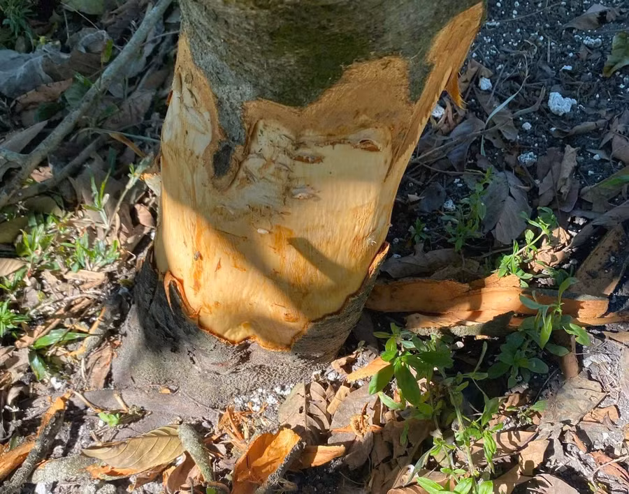 Kẻ xấu đã dùng dao đẽo vỏ xung quanh gốc cây có thể khiến cây chết dần. Ảnh: Văn Ngọc