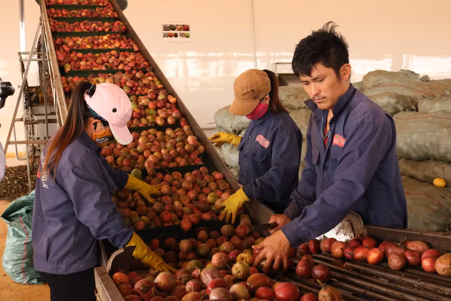 Nhóm chế biến, bảo quản nông, lâm, thủy sản là một trong những nhóm chủ lực của Kế hoạch. Ảnh: Lê Nam