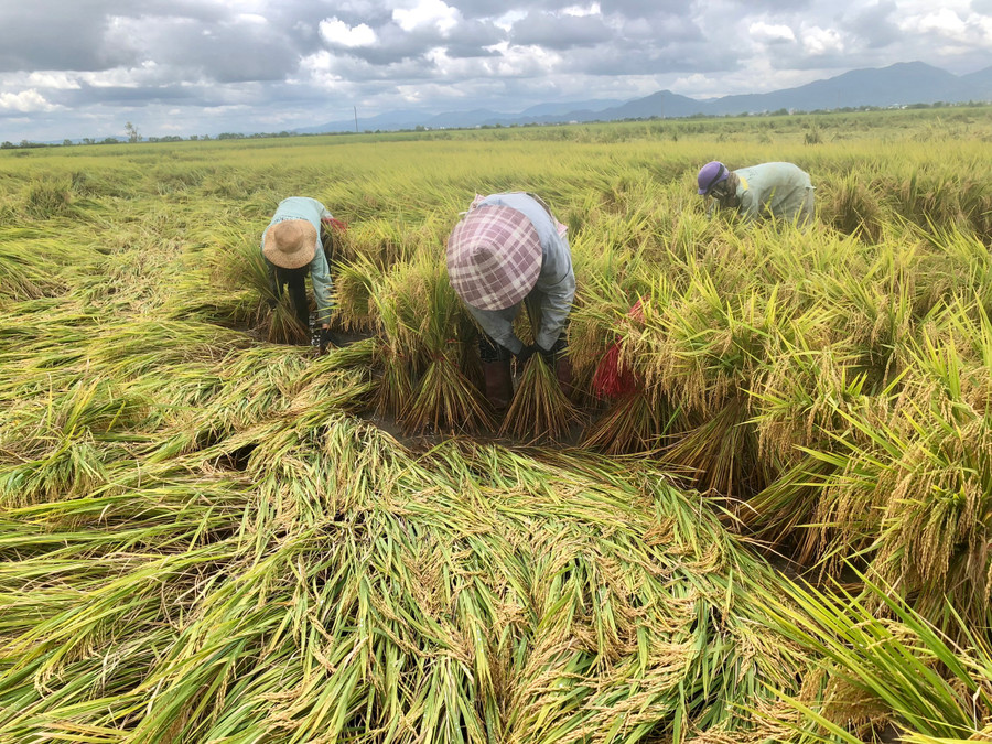 Mưa bão làm lúa của người dân trên địa bàn tỉnh Gia Lai bị ngã đổ và thiệt hại nặng. Ảnh: Lê Nam Mưa bão làm lúa của người dân trên địa bàn tỉnh Gia Lai bị ngã đổ và thiệt hại nặng. Ảnh: Lê Nam