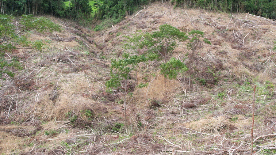 Hiện trường vụ phá rừng tại tiểu khu 793, xã Sơ Ró, huyện Kông Chro. Ảnh: Hạ Vy Hiện trường vụ phá rừng tại tiểu khu 793, xã Sơ Ró, huyện Kông Chro. Ảnh: Hạ Vy