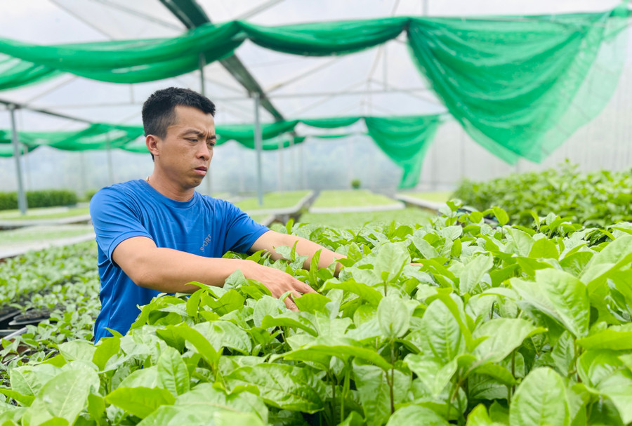 Anh Trần Ngọc Thắng chăm sóc vườn chanh dây thực sinh ứng dụng công nghệ cao. Ảnh: Mai Ka