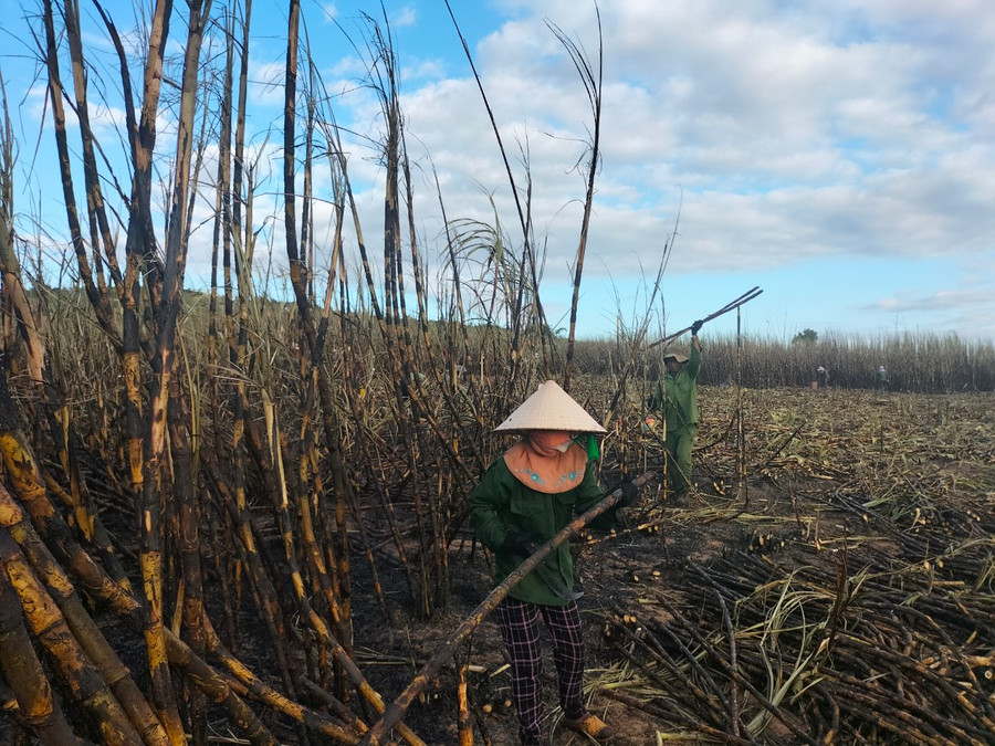 Người dân tất bật thu hoạch mía cháy. Ảnh: Hữu Nở