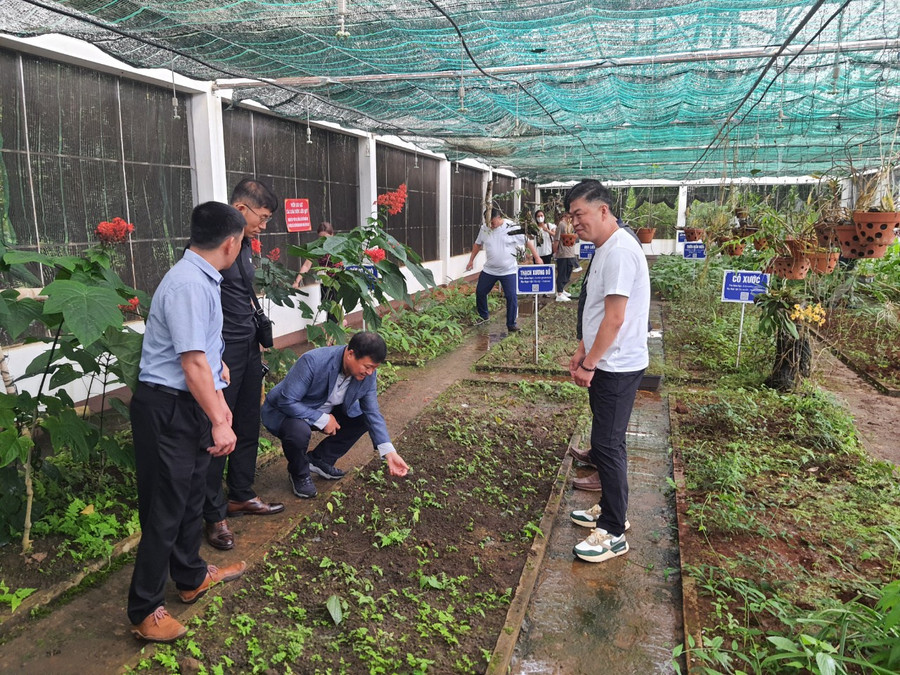 Đoàn các doanh nghiệp Hàn Quốc tham quan khu trồng dược liệu tại Vườn Quốc gia Kon Ka Kinh. Ảnh: Văn Toàn