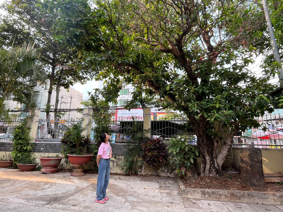 Mỗi lần có dịp về lại cơ quan nhìn cây mận như nhắc nhớ về một thời thanh xuân sôi nổi, gian khổ nhưng cũng nhiều niềm vui, tiếng cười. Ảnh: P.V