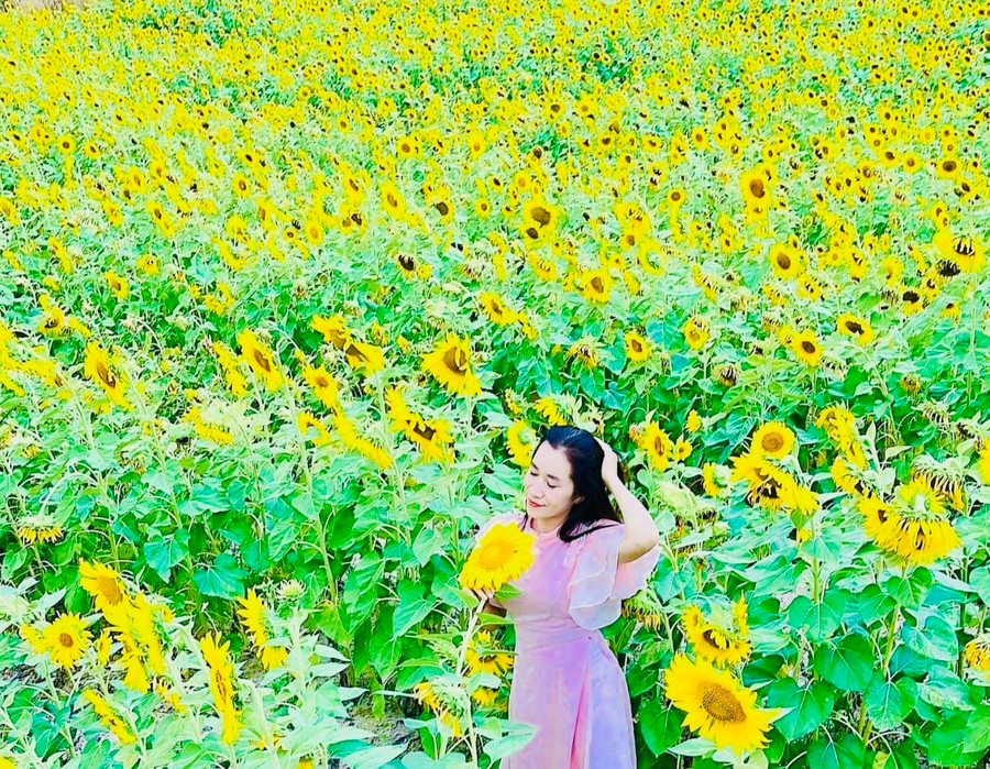 Cánh đồng hoa hướng dương vàng rực bên bờ sông Ba. Ảnh: Mai Hương