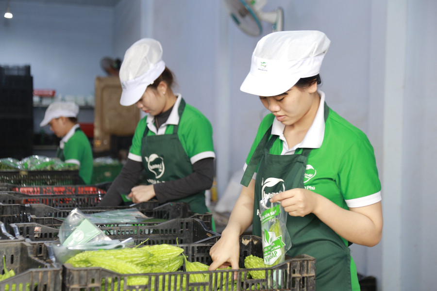 Chất lượng rau xanh của Gia Lai từng bước được khẳng định thương hiệu. Ảnh: Phương Vi Chất lượng rau xanh của Gia Lai từng bước được khẳng định thương hiệu. Ảnh: Phương Vi