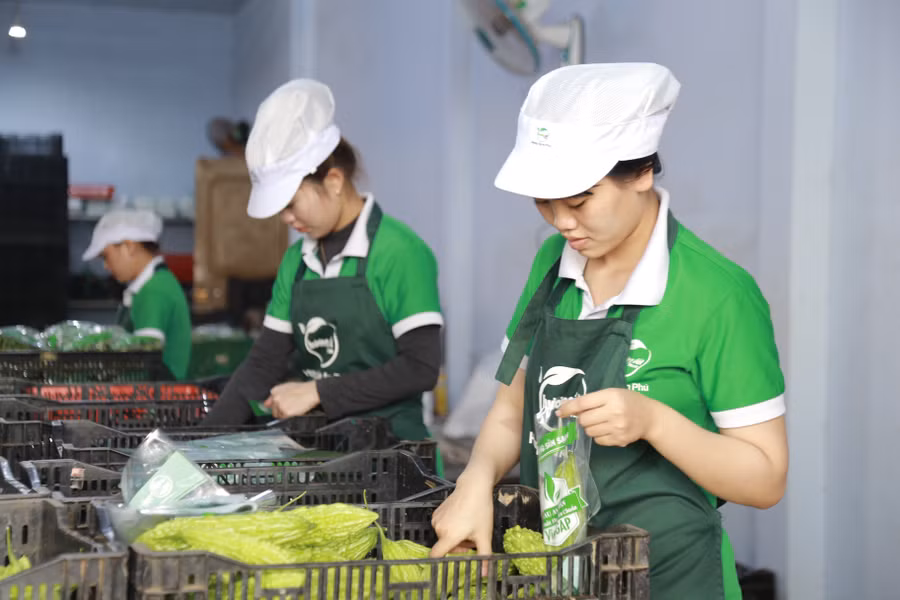 Chất lượng rau xanh của Gia Lai từng bước được khẳng định thương hiệu. Ảnh: Phương Vi