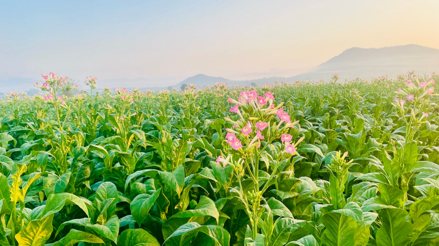 Hoa thuốc lá bừng nở khoe sắc hồng trong ánh ban mai rực rỡ.