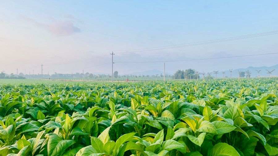 Một màu xanh bạt ngàn chạy dài tít tắp tận bờ sông Ba.