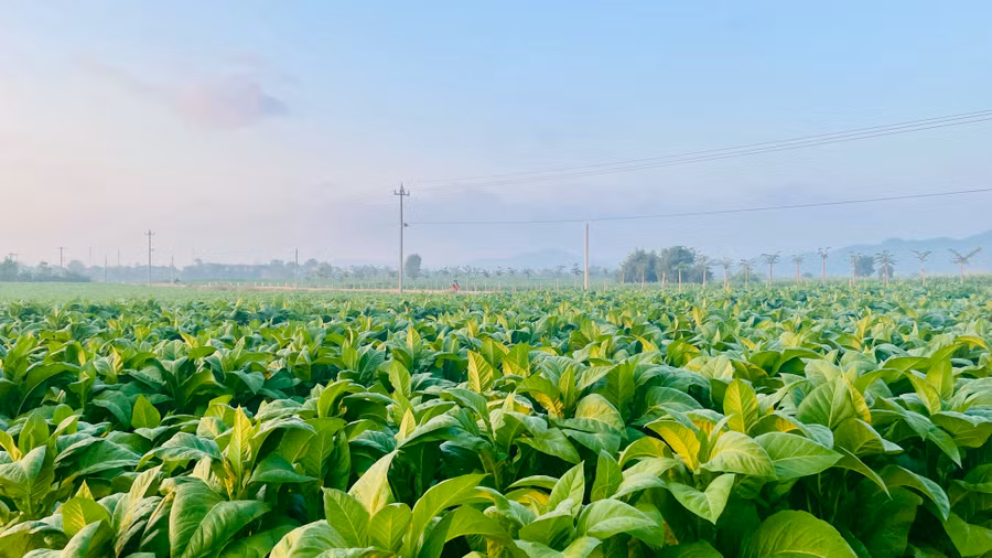 Một màu xanh bạt ngàn chạy dài tít tắp tận bờ sông Ba.