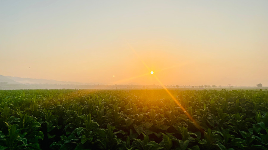 Cánh đồng thuốc bạt ngàn một màu xanh đến khuất tầm nhìn.