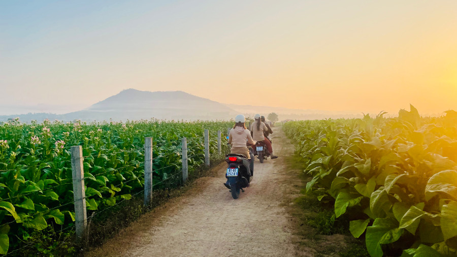 Khi mặt trời soi tỏ, mọi người bắt đầu ra đồng chăm sóc và thu hái lá thuốc lá.