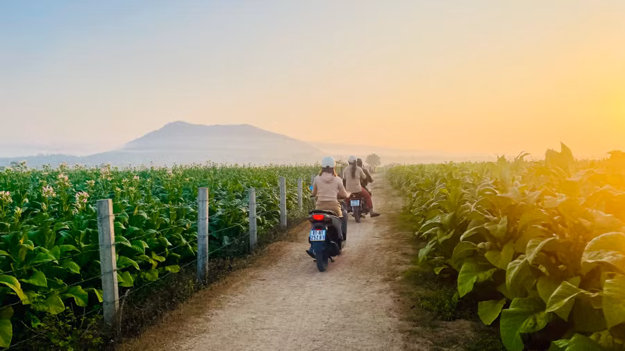 Khi mặt trời soi tỏ, mọi người bắt đầu ra đồng chăm sóc và thu hái lá thuốc lá.