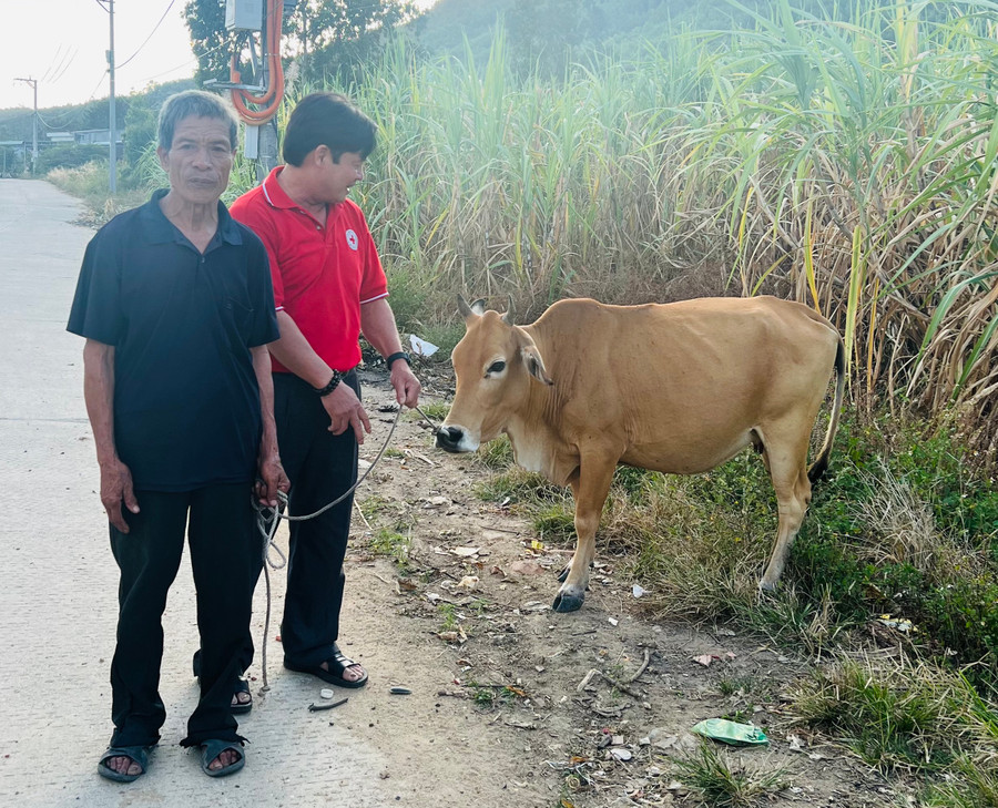 Hội Chữ thập đỏ huyện Phú Thiện trao bò sinh sản cho gia đình ông Hà Văn Chòi, thôn Drok, xã Chư A Thai, huyện Phú Thiện. Ảnh: Hồng Ngọc