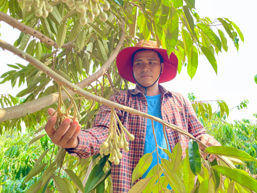 Anh Rơ Châm Tuy (làng Phung) phấn khởi khi vườn sầu riêng rộng gần 2 ha trồng theo hướng VietGAP đang cho trái vụ đầu tiên. Ảnh: Mai Ka
