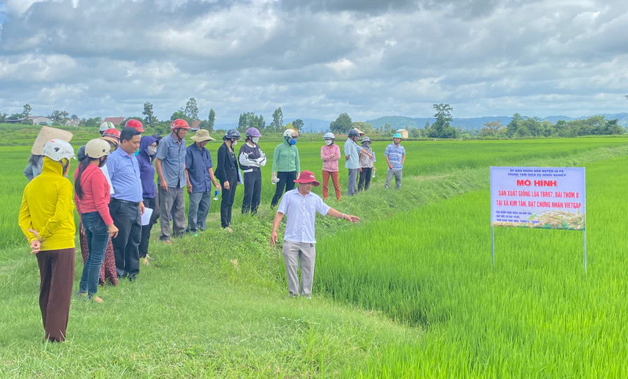 Các hộ dân tham quan thực tế tại ruộng lúa tham gia mô hình. Ảnh: Mai Linh