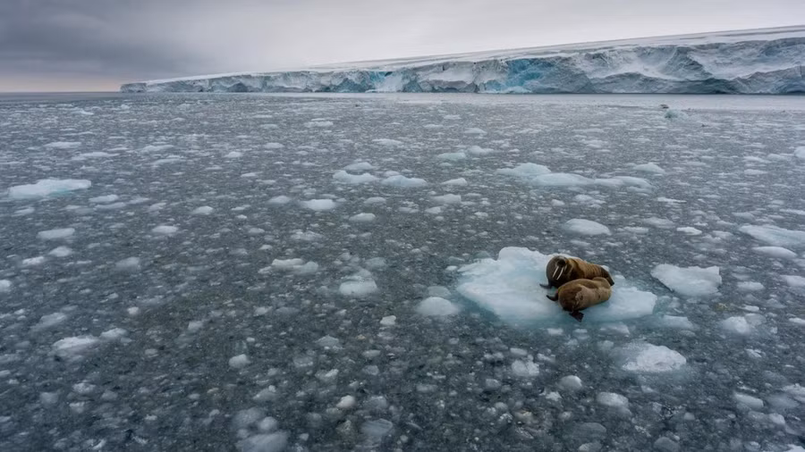 Lớp băng vĩnh cửu nhiều nơi đang tan chảy trước nguy cơ nóng lên toàn cầu (Ảnh: Green Peace)