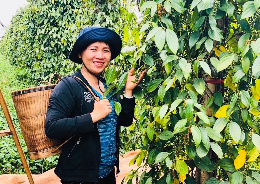 Năm 2021, bộ 3 sản phẩm tiêu hữu cơ Lệ Chí của HTX Nông nghiệp và dịch vụ Nam Yang được công nhận sản phẩm CNNT tiêu biểu cấp quốc gia. Ảnh: T.D Năm 2021, bộ 3 sản phẩm tiêu hữu cơ Lệ Chí của HTX Nông nghiệp và dịch vụ Nam Yang được công nhận sản phẩm CNNT tiêu biểu cấp quốc gia. Ảnh: T.D