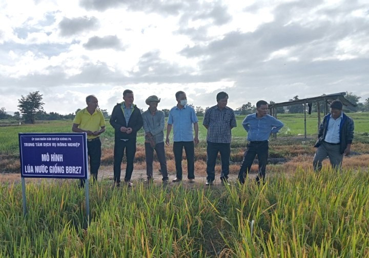 Lãnh đạo Trung tâm Dịch vụ nông nghiệp huyện Krông Pa nghiệm thu giống lúa BĐR27. Ảnh: Nguyễn Chi Lãnh đạo Trung tâm Dịch vụ nông nghiệp huyện Krông Pa nghiệm thu giống lúa BĐR27. Ảnh: Nguyễn Chi