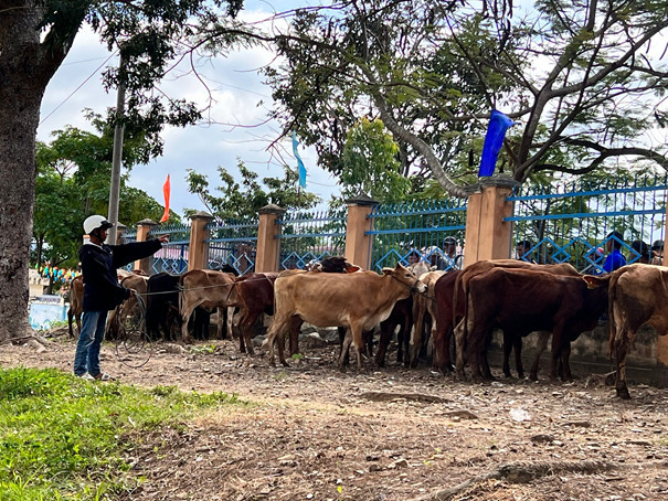 Các hộ thanh niên nhận bò lai sinh sản Các hộ thanh niên nhận bò lai sinh sản