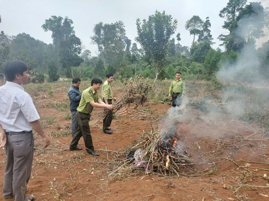 Lực lượng chức năng tiến hành tiêu hủy 2 cá thể khỉ vàng. Ảnh: Minh Ngân