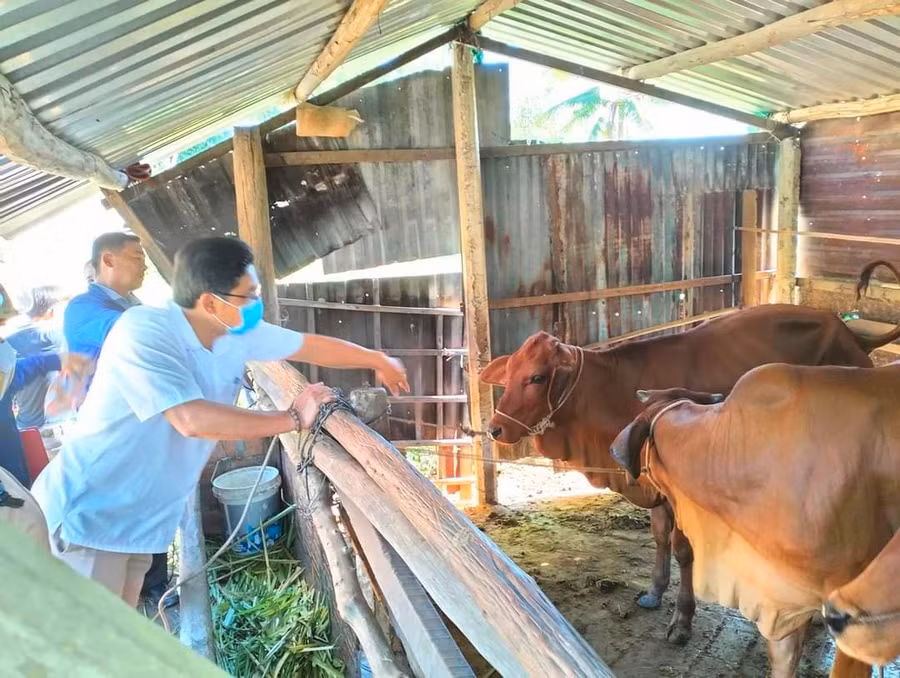 Cán bộ phường Ngô Mây bàn giao bò giống cho các hộ dân. Ảnh: Kỳ Anh