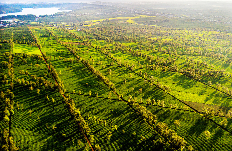 Vườn chè trú phú, xanh mướt.