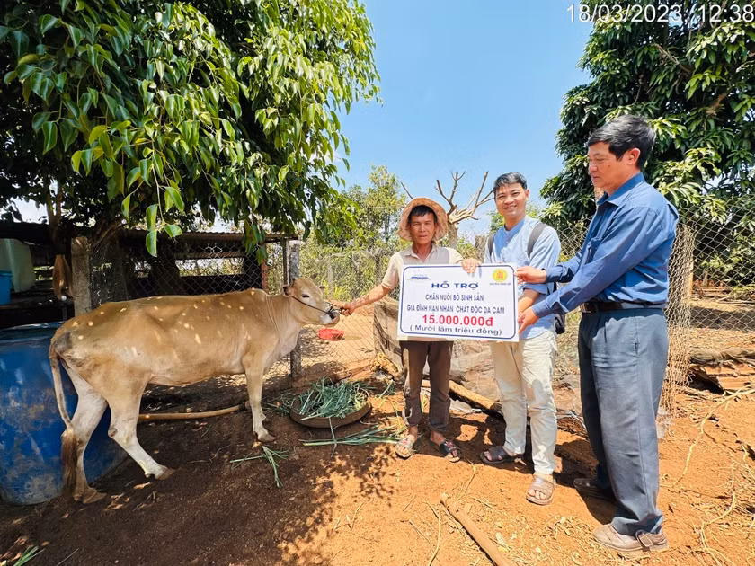 Hội Nạn nhân chất độc da cam/dioxin huyện Chư Sê trao bò sinh sản cho gia đình nạn nhân chất độc da cam/dioxin có hoàn cảnh khó khăn. Ảnh: Trần Dung