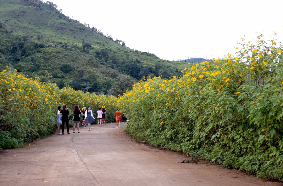 Cần bớt cực đoan để tránh tình trạng hái hoa, bẻ cành (dã quỳ) nhưng cũng cần quản lý, có giải pháp để bảo vệ hoa trong khu vực diễn ra lễ hội. Ảnh: Phương Vi