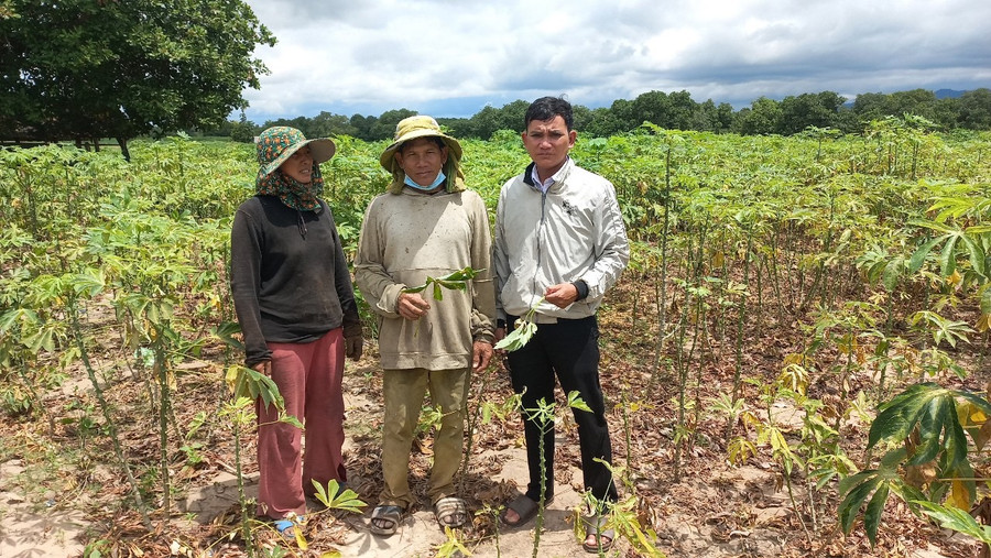 Ruộng mì bị nhiễm bệnh nhện đỏ tại buôn Tơ Khế (xã Ia Tul, huyện Ia Pa). Ảnh: Mai Linh Ruộng mì bị nhiễm bệnh nhện đỏ tại buôn Tơ Khế (xã Ia Tul, huyện Ia Pa). Ảnh: Mai Linh