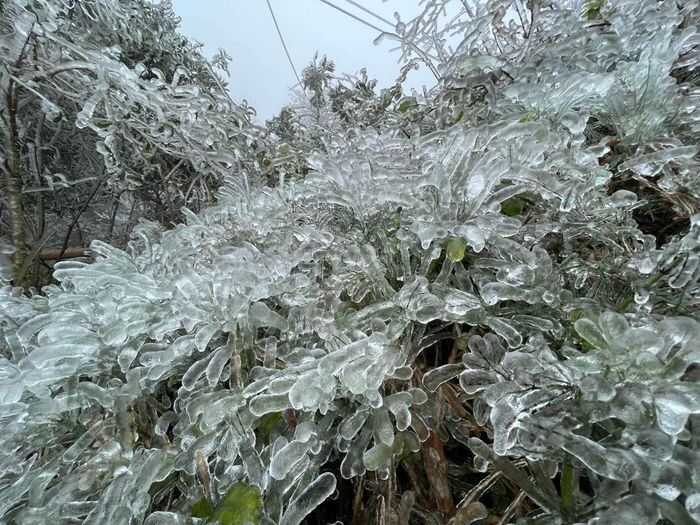 Băng tuyết bao phủ trên cây cối. Ảnh nguồn internet Băng tuyết bao phủ trên cây cối. Ảnh nguồn internet