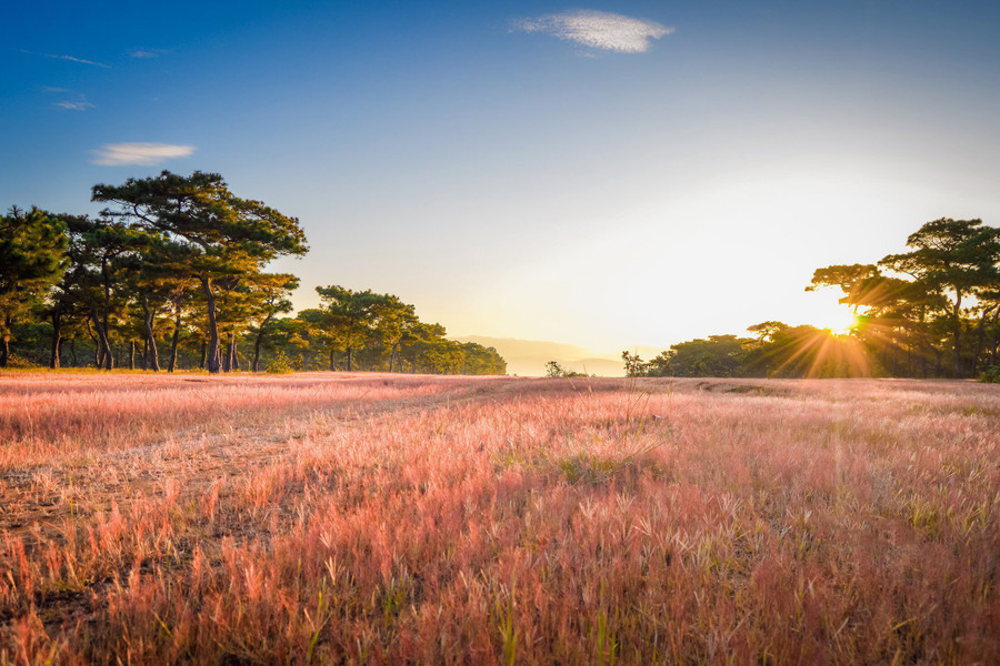Cỏ hồng còn có tên gọi là cỏ lông heo, thường mọc vào cuối mùa mưa, đến khi giao mùa thì chuyển sang sắc hồng kéo dài trong khoảng nửa tháng rồi ngả vàng. Ảnh: Tuấn Nguyễn