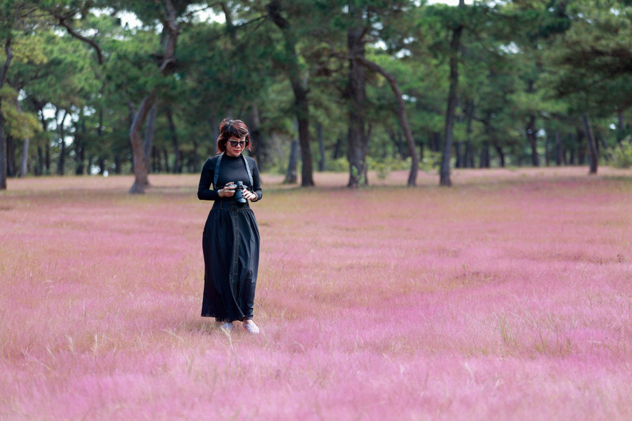 Mỗi năm một lần, cứ khi tiết trời chuyển từ mùa mưa sang mùa khô, không khí lạnh tràn về, cánh đồng cỏ dưới rừng thông lại chuyển sang màu hồng tím, hấp dẫn du khách đến thưởng ngoạn. Ảnh: Tuấn Nguyễn