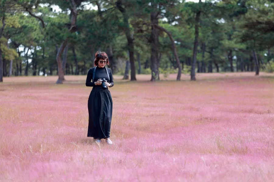 Mỗi năm một lần, cứ khi tiết trời chuyển từ mùa mưa sang mùa khô, không khí lạnh tràn về, cánh đồng cỏ dưới rừng thông lại chuyển sang màu hồng tím, hấp dẫn du khách đến thưởng ngoạn. Ảnh: Tuấn Nguyễn