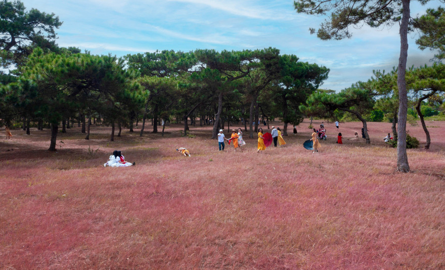 Đông đảo du khách từ khắp nơi về tham quan, chụp ảnh trên thảm cỏ hồng dưới rừng thông xanh. Ảnh: Tuấn Nguyễn