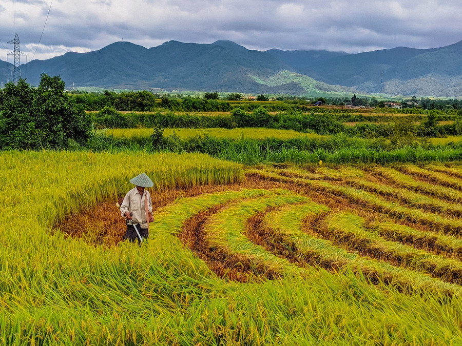 Nhân dân dần ý thức được trách nhiệm trong việc sản xuất an toàn, chủ động đưa các giống cây trồng, vật nuôi có giá trị kinh tế cao, có năng suất chất lượng tốt vào sản xuất. Ảnh: Nguyễn Hiền