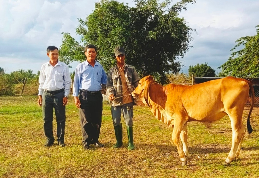 Đại diện Ban Vận động Quỹ Vì người nghèo thị xã trao bò giống sinh sản cho hộ nghèo phường An Bình. Ảnh: Kỳ Anh