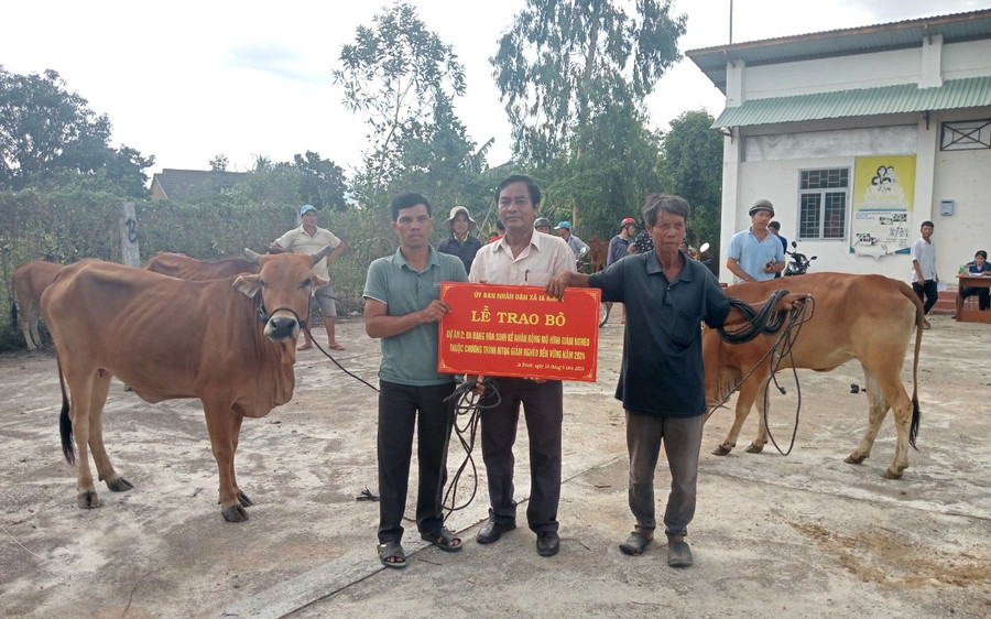 Bàn giao bò giống sinh sản cho 19 hộ cận nghèo trên địa bàn buôn Bhă Nga. Ảnh: Nguyễn Chi Bàn giao bò giống sinh sản cho 19 hộ cận nghèo trên địa bàn buôn Bhă Nga. Ảnh: Nguyễn Chi