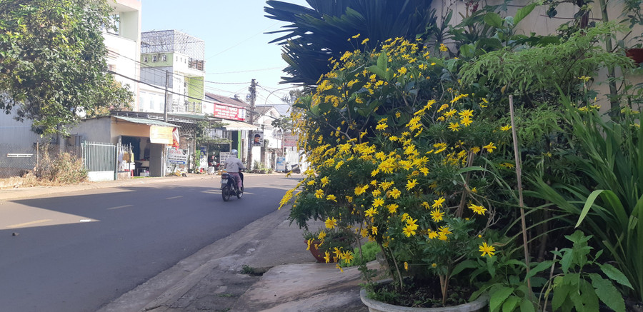 Vườn hoa mi ni trên đường Đồng Tiến, TP. Pleiku. Ảnh: D.L Vườn hoa mi ni trên đường Đồng Tiến, TP. Pleiku. Ảnh: D.L