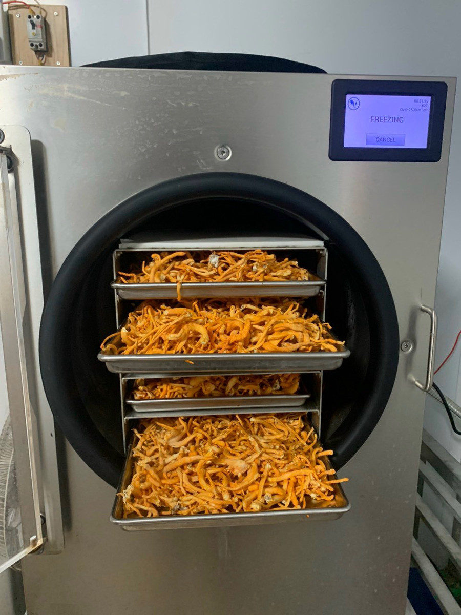 Sản phẩm đông trùng hạ thảo sau khi sấy thăng hoa vẫn giữ màu vàng đẹp mắt. Ảnh: P.V Sản phẩm đông trùng hạ thảo sau khi sấy thăng hoa vẫn giữ màu vàng đẹp mắt. Ảnh: P.V