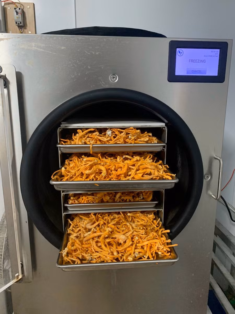 Sản phẩm đông trùng hạ thảo sau khi sấy thăng hoa vẫn giữ màu vàng đẹp mắt. Ảnh: P.V